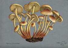 Sulphur tuft fungus (Hypholoma fasciculare), 1892. Creator: Unknown.