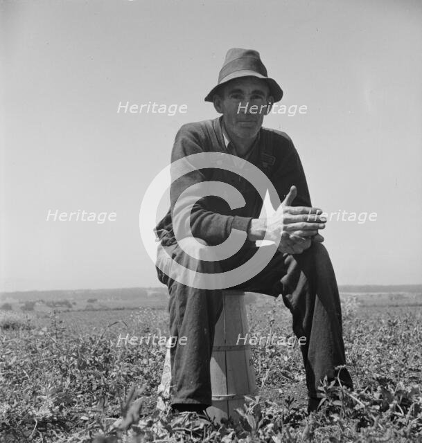 Strawberry grower from Oklahoma near Judsonia, 1937. Creator: Dorothea Lange.