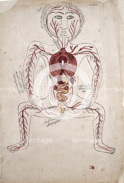 The viscera and the arterial system, (between 1800 and 1899?). Creator: Unknown.