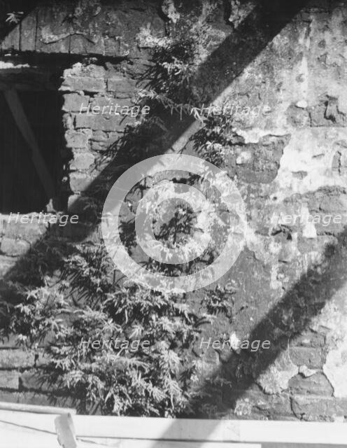 Ferns growing in a wall, New Orleans or Charleston, South Carolina, between 1920 and 1926. Creator: Arnold Genthe.