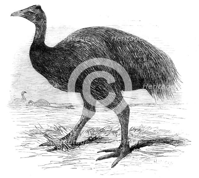 The Mooruk, in the Gardens of the Zoological Society, Regent's Park, 1858. Creator: Unknown.