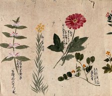Four flowering plants, including a legume, a labiate and an anemone, 1870. Creator: Unknown.