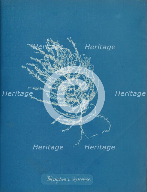 Polysiphonia byssoides, ca. 1853. Creator: Anna Atkins.