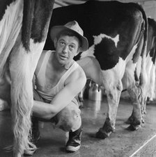 Milking cows by hand, Wood Farm, Toftwood, near Dereham, c1946-c1980. Artist: John Gay