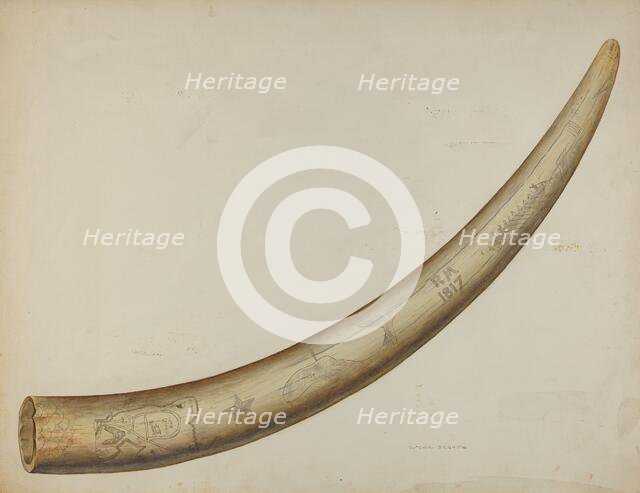 Scrimshaw: Walrus Tusk, 1941. Creator: Oscar Bluhme.