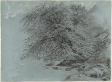 A Wild Beech in Full Leaf, 1858. Creator: Paul Huet.