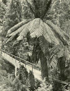 'A Rustic Bridge', 1901. Creator: Unknown.