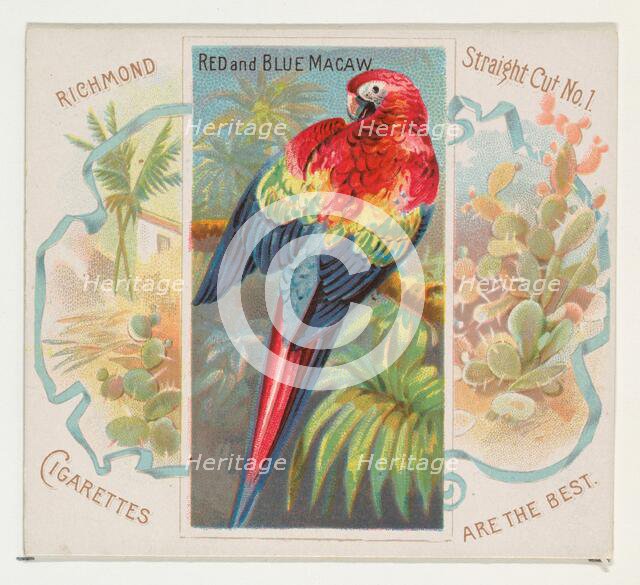Red and Blue Macaw, from Birds of the Tropics series (N38) for Allen & Ginter Cigarettes, ..., 1889. Creator: Allen & Ginter.