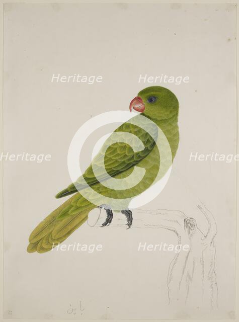 Blue-Backed Parrot, c1824. Creator: J Briois.