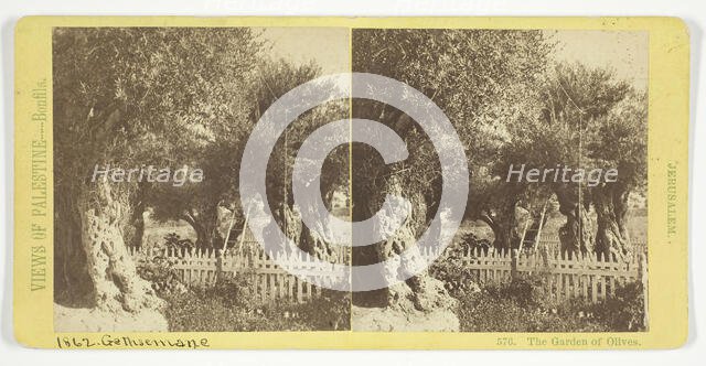 The Garden of Olives, Jerusalem, 1860/85. Creator: Felix Bonfils.