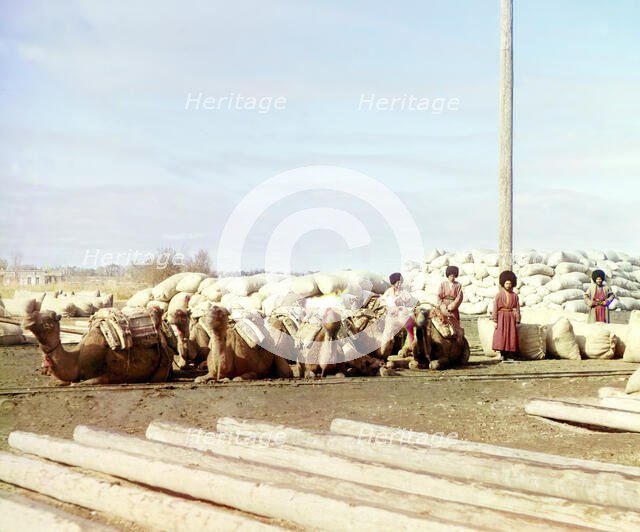 Group of camels and four men posed in front of piles of sacks, logs in..., between 1905 and 1915. Creator: Sergey Mikhaylovich Prokudin-Gorsky.