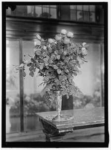 Bouquet, between 1911 and 1920. Creator: Harris & Ewing.