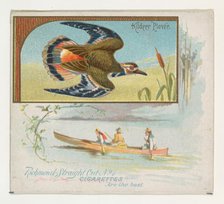 Kildeer Plover, from the Game Birds series (N40) for Allen & Ginter Cigarettes, 1888-90. Creator: Allen & Ginter.