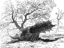 The Great Storm of Wind on Friday week: tree blown down in the playing-fields, Eton, 1881. Creator: Unknown.