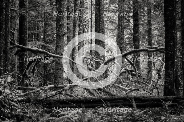 Creature of the Forest. Creator: Joshua Johnston.