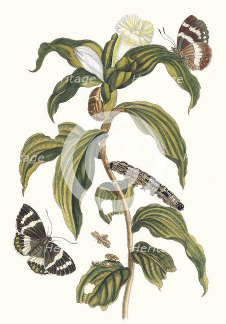Costus arabicus. From the Book Metamorphosis insectorum Surinamensium, 1705. Creator: Merian, Maria Sibylla (1647-1717).