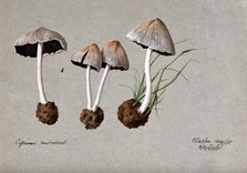 A fungus (Coprinus micaceus): four fruiting bodies, 1888. Creator: Edwin Wheeler.