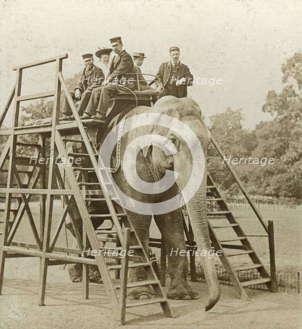 Elephant ride. Artist: Unknown