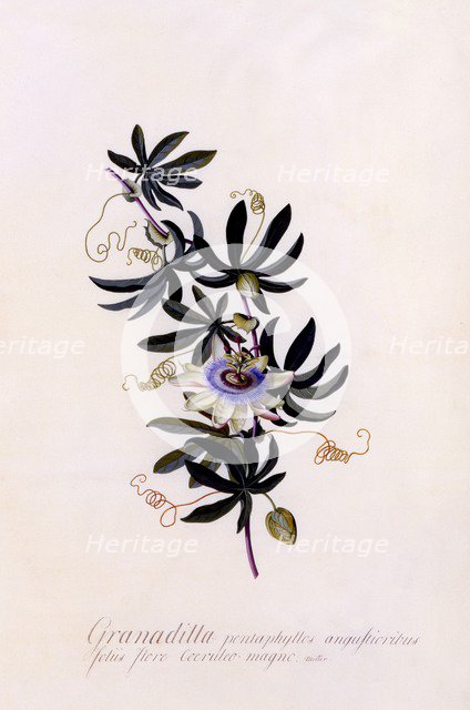 Passiflora "Granadilla", c. 1745 (hand coloured engraving). Creator: "Georg Dionysius Ehret (1710 - 70); Ehret, Georg Dionysius (1710-1770)".