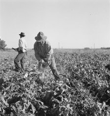 Topping sugar beets after lifter has loosened them, near Ontario, Malheur County, Oregon, 1939. Creator: Dorothea Lange.