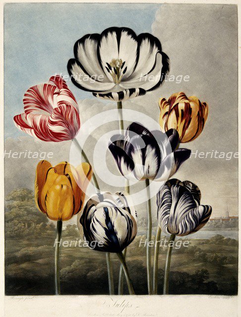 'Tulips', 1798.  Creator: Philip Reinagle.