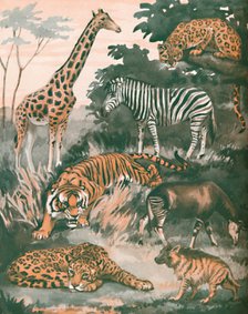 'Animals Helped By Spots and Stripes', 1935 . Artist: Unknown.