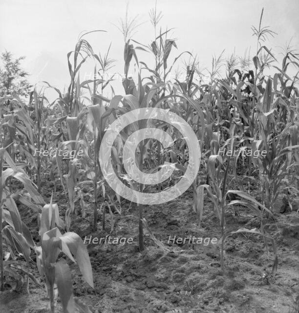Close up of poor corn, Orange County, North Carolina, 1939. Creator: Dorothea Lange.