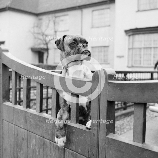 A boxer dog looking over the garden gate of a house, Aspenden, Hertfordshire, 1960. Artist: John Gay.