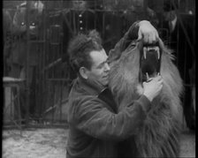 Man Opening a Lion’s Mouth, 1930s. Creator: British Pathe Ltd.