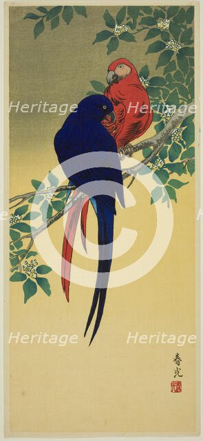 Blue and Red Macaws, n.d. Creator: Shunko.