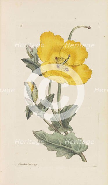 English Botany, 1790-1800. Creator: Sowerby, James (1757-1822).