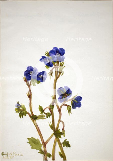 Phacelia (Phacelia parryi), 1935. Creator: Mary Vaux Walcott.