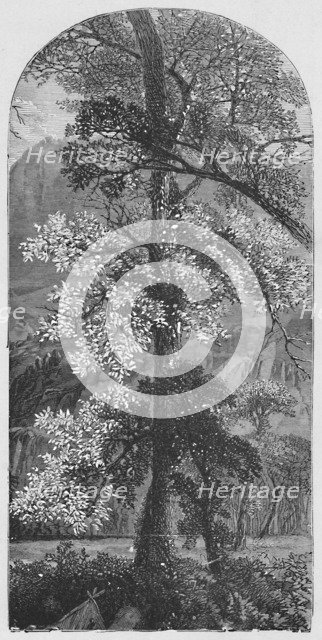 'Big Tree', 1883. Artist: Unknown.