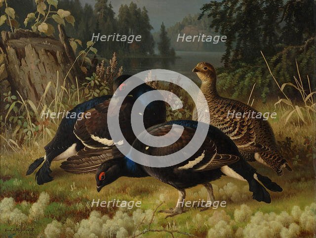 Black Grouse, Two Cocks and a Hen, 1875. Creator: Ferdinand von Wright.
