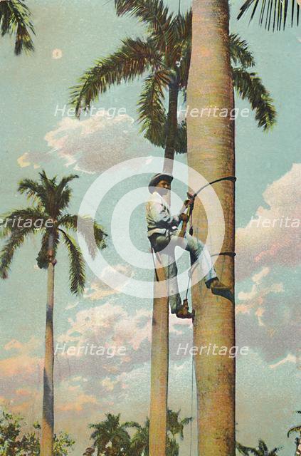 'Climbing the Royal Palm - Subiendo la Palma Real', 1910. Creator: Unknown.