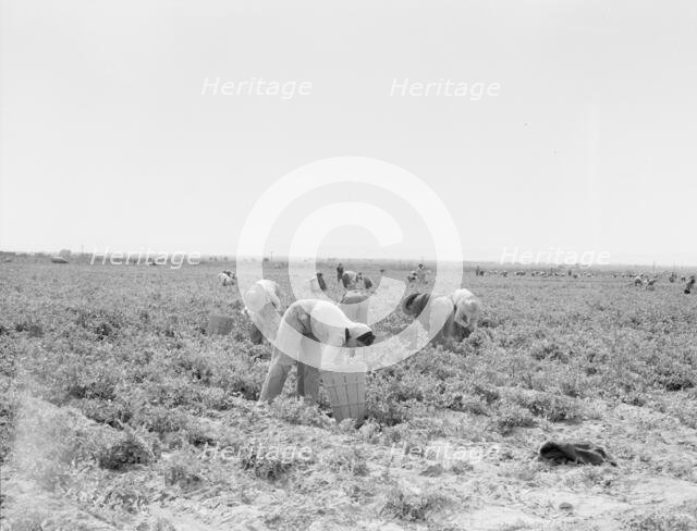 Pea pickers near Calipatria, California, 1939. Creator: Dorothea Lange.