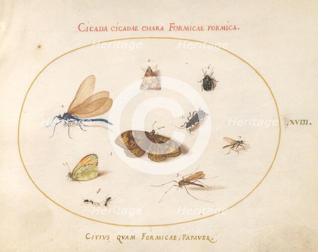 Plate 18: Two Butterflies and a Moth with a Dragonfly, Two Ants, and Four Other..., c. 1575/1580. Creator: Joris Hoefnagel.