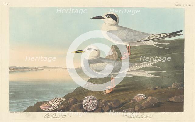 Havell's Tern and Trudeau's Tern, 1838. Creator: Robert Havell.