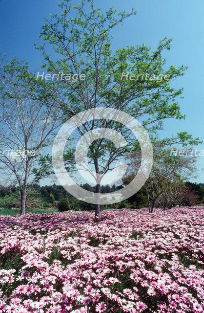 Natures Abundance. Creator: Robert Manno.