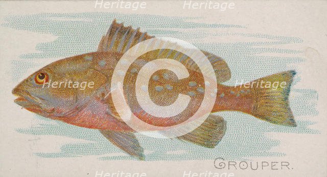 Grouper, from the Fish from American Waters series (N8) for Allen & Ginter Cigarettes Brands, 1889. Creator: Allen & Ginter.
