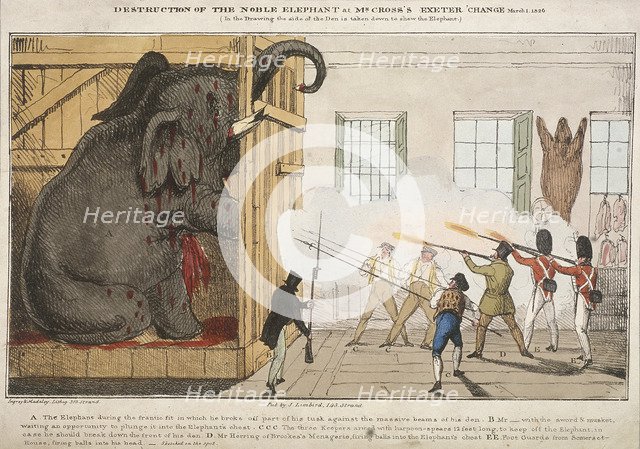 'Destruction of the noble elephant sat Mr Cross's Exeter Change', 1826. Artist: Ingrey and Madeley