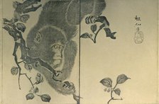 Monkey, 1815, (1924). Creator: Mori Sosen.