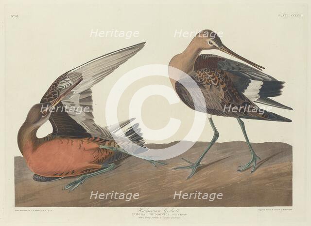 Hudsonian Godwit, 1835. Creator: Robert Havell.
