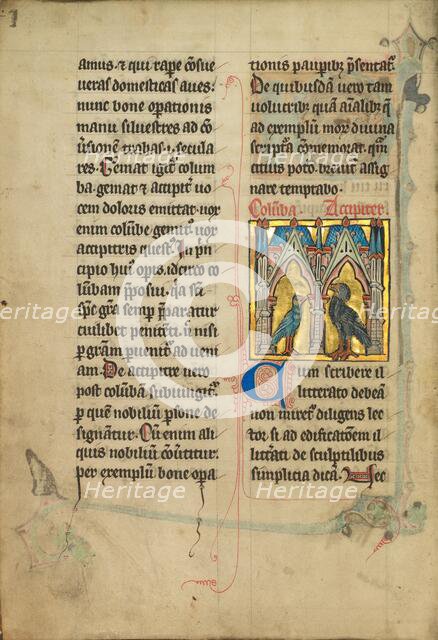 A Dove and a Falcon; De Natura Avium; De Pastoribus et Ovibus, 1277 or after. Creator: Unknown.