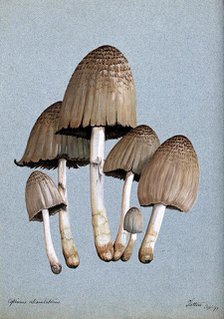 A fungus (Coprinus atramentarius): six fruiting bodies, 1897. Creator: Unknown.