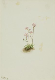 Alberta Primrose (Primula maccalliana), 1917. Creator: Mary Vaux Walcott.