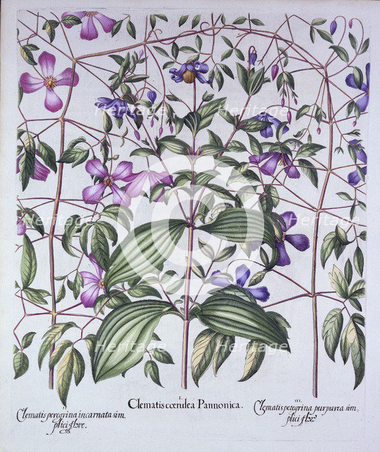 Three Types of Clematis, from 'Hortus Eystettensis', by Basil Besler (1561-1629), pub. 1613 (hand-co