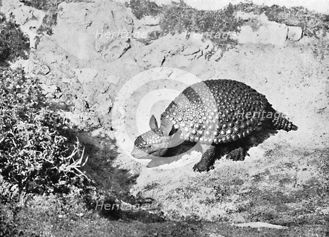 A glyptodon, 20th century. Artist: Unknown