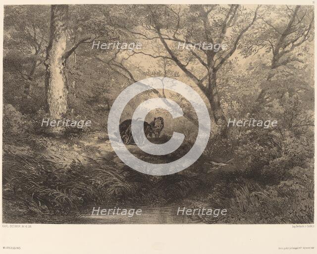 Marcassins. Creator: Karl Bodmer.