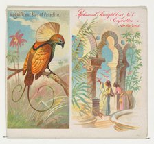 Magnificent Bird of Paradise, from Birds of the Tropics series (N38) for Allen & Ginter Ci..., 1889. Creator: Allen & Ginter.